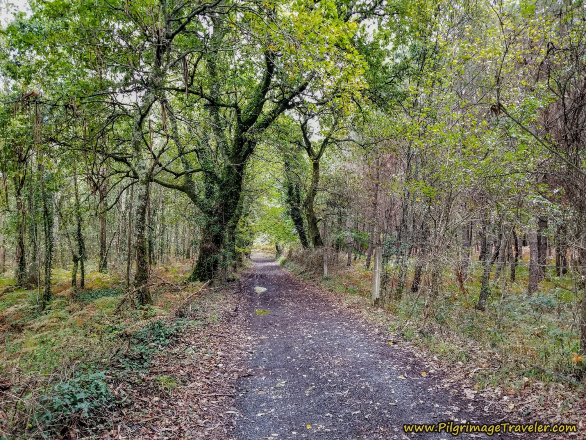 Turn Onto Lane that Stays in the Forest on the Camino Sanabrés from A Bandeira to A Susana