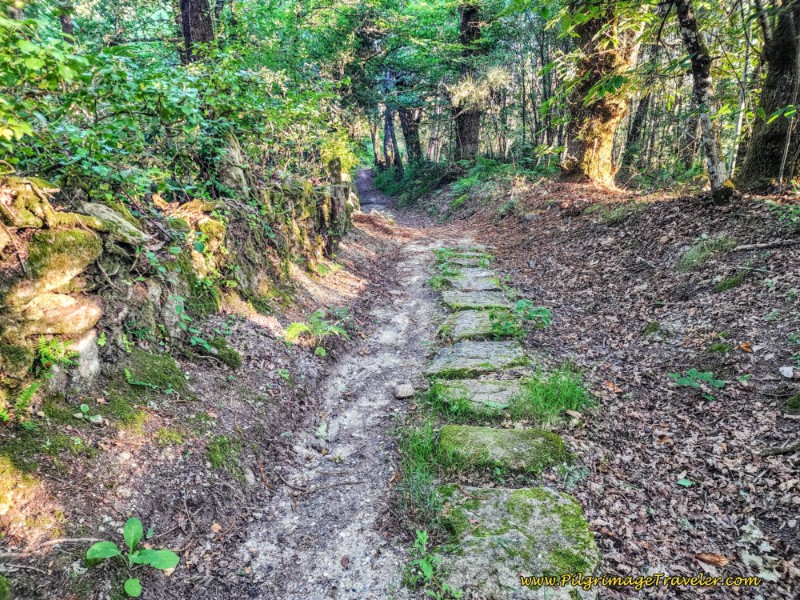 Path Through Forest Towards Liñares