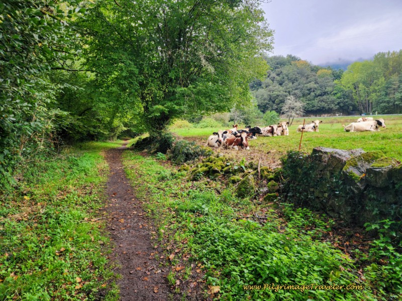 Path Parallels the Nalón River