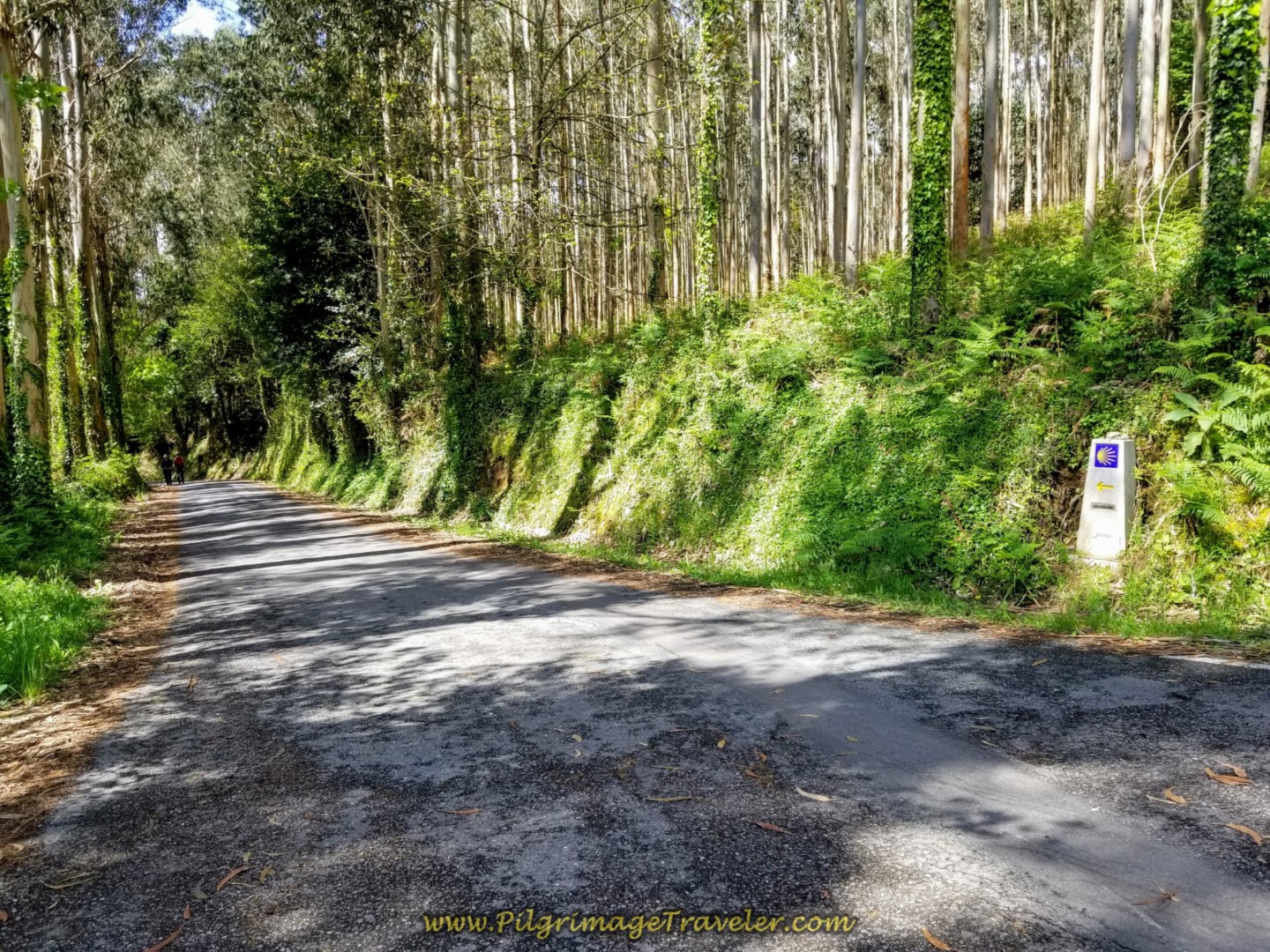 Bear Left Into Forest on the Aldea Buíña on day three of the English Way