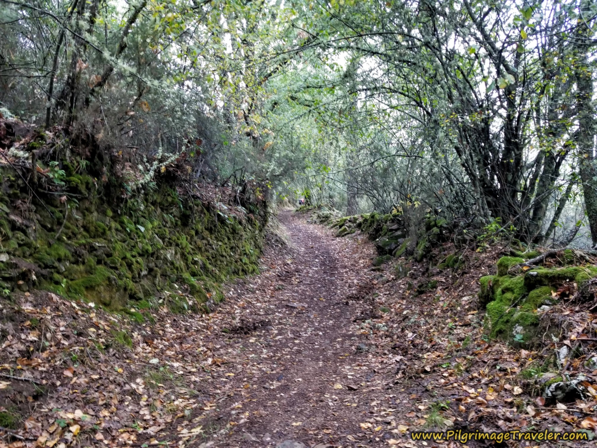 Forest Path After the Santuario