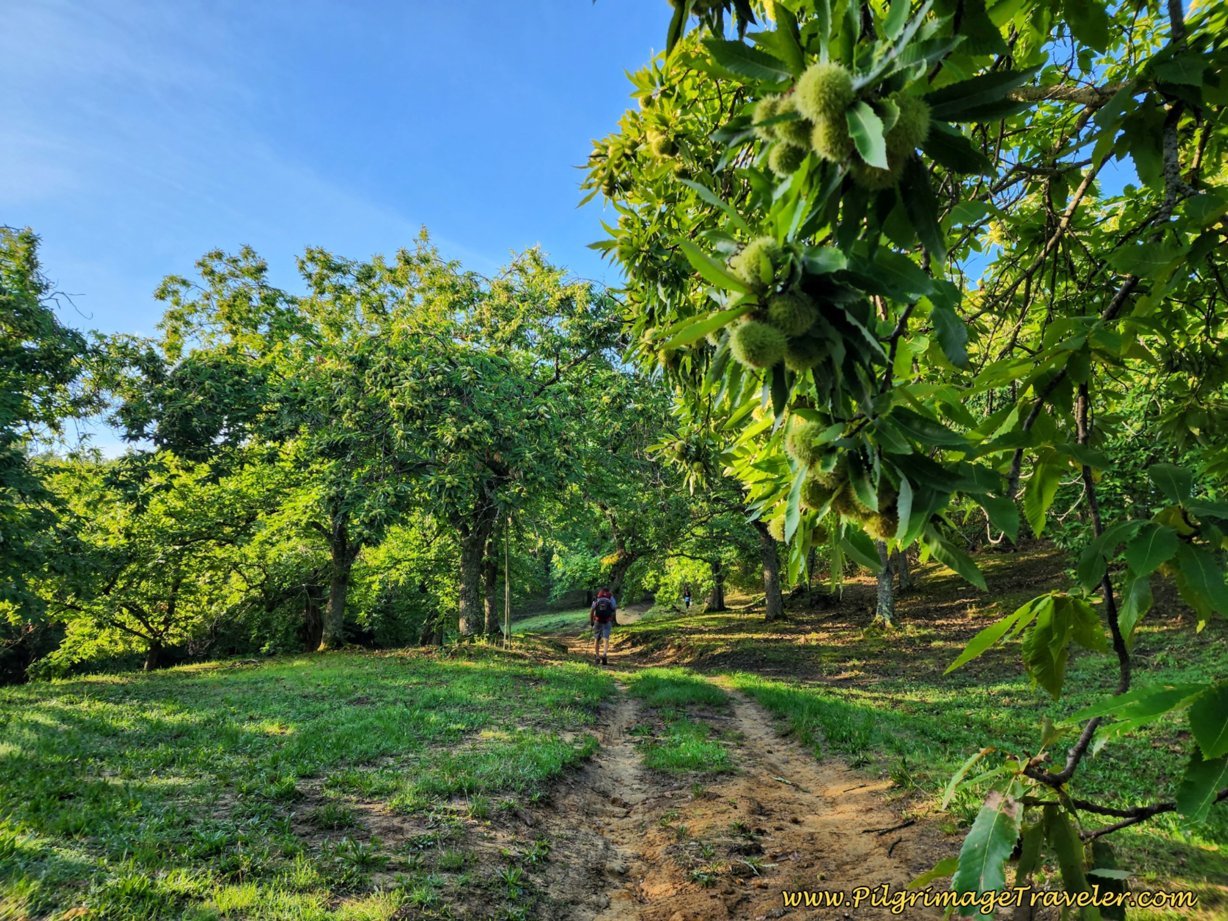 Entering Chestnut Groves