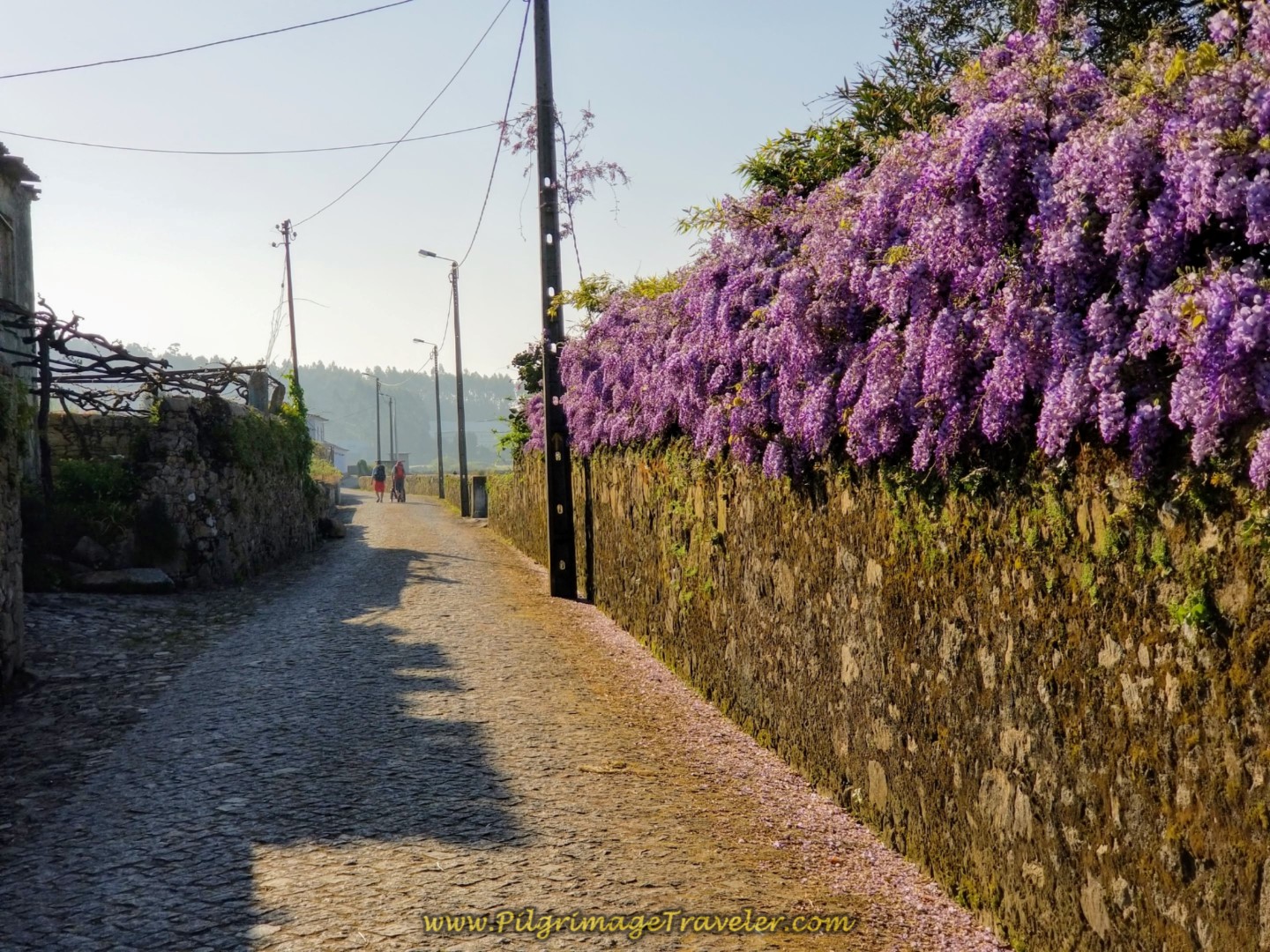 Lovely, Painful Cobblestone Roads with Abundant Wisteria  on day sixteen on the Central Route of the Camino Portugués
