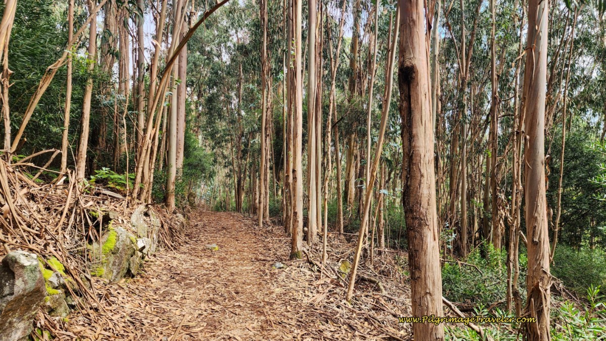 Walking Through the Forest