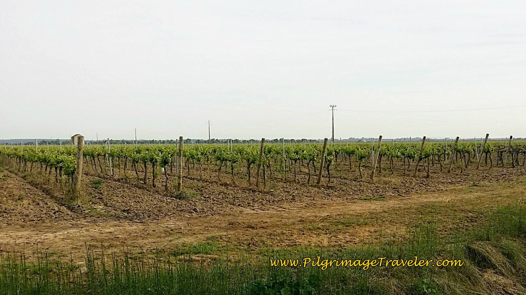 The Quinta's Vineyards