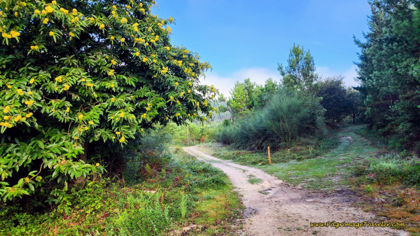 Chestnut Tree on High Forest Walk