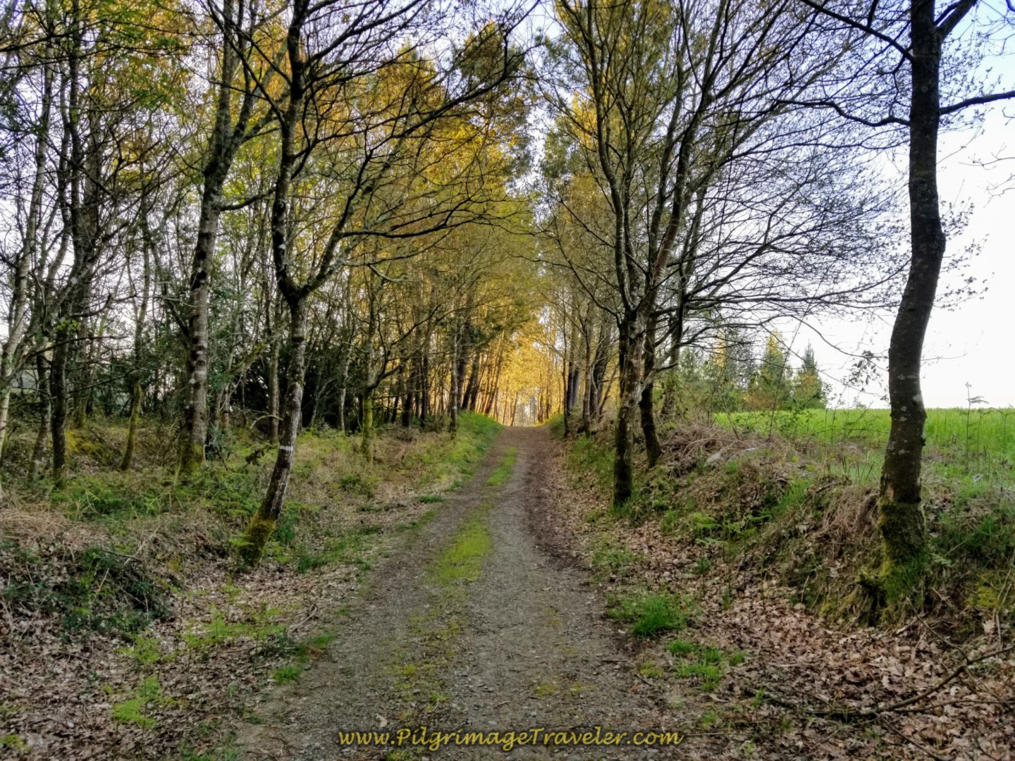 Lovely Lane After A Carballeira on day seven of the Camino Inglés