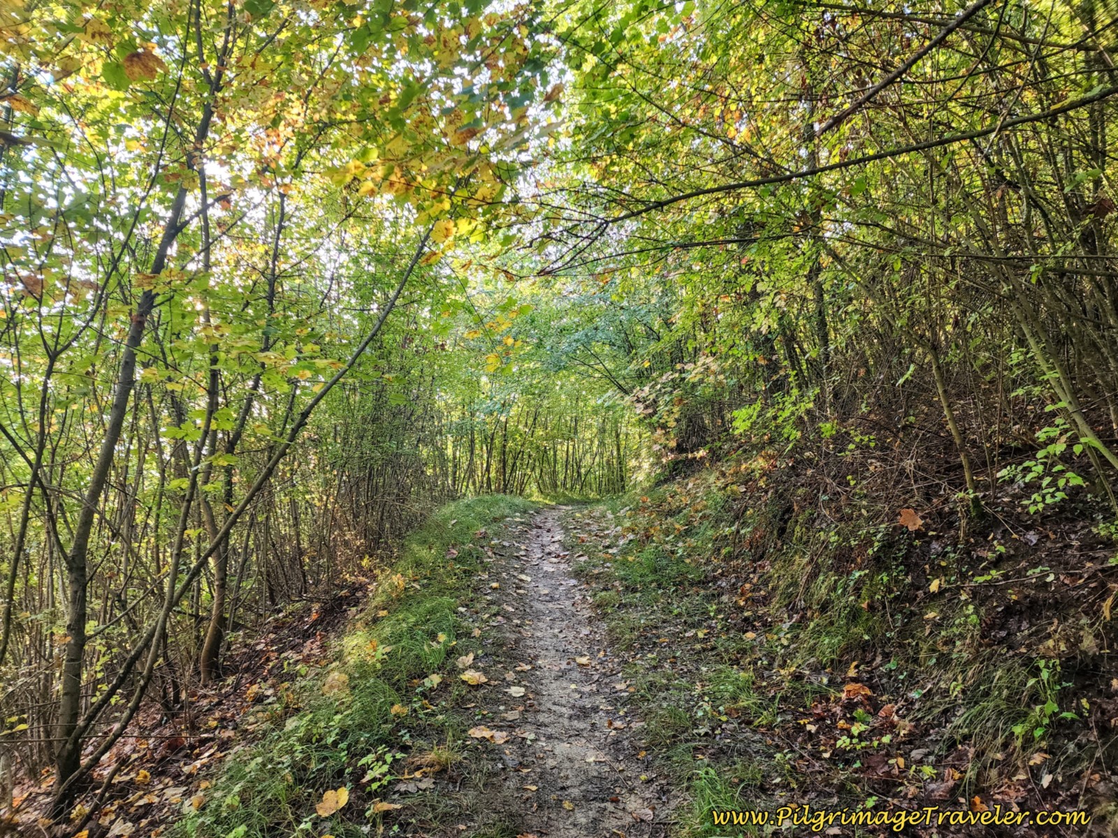 Onward Forest Path After Steps, Day nine, Way of St. Francis, Biscina to Valfabbrica,