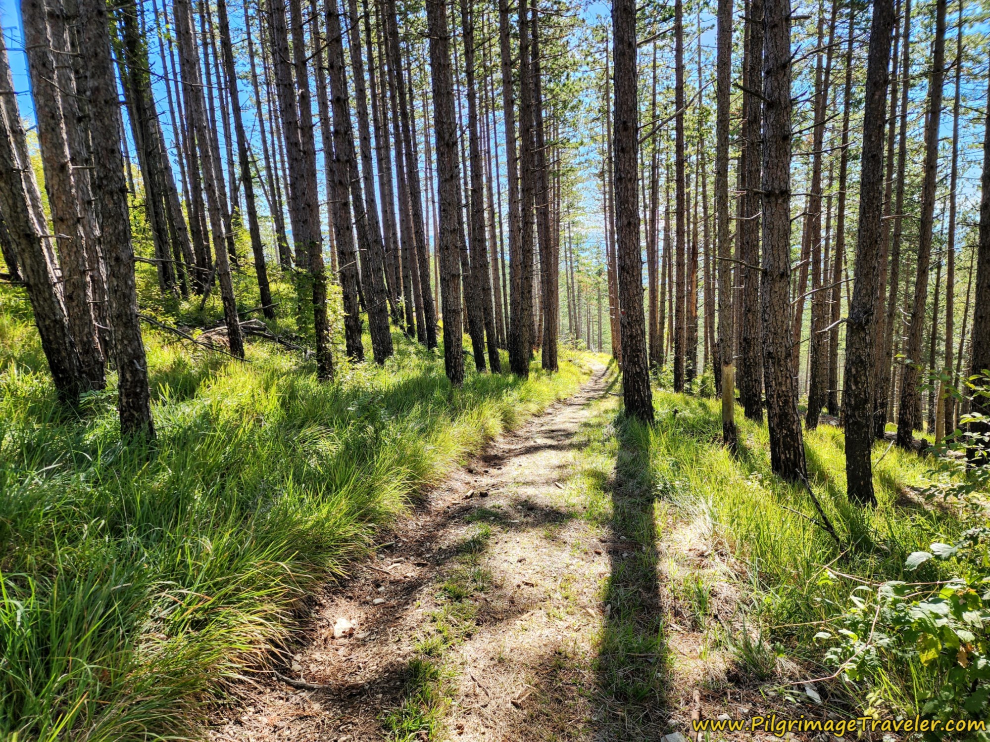 Pine Forest on Ridge Top, on Day one of the Way of St. Francis from La Verna to Pieve Santo Stefano.