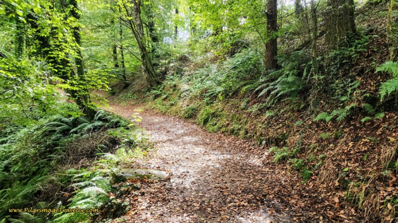 Final Forest Section Before Tineo