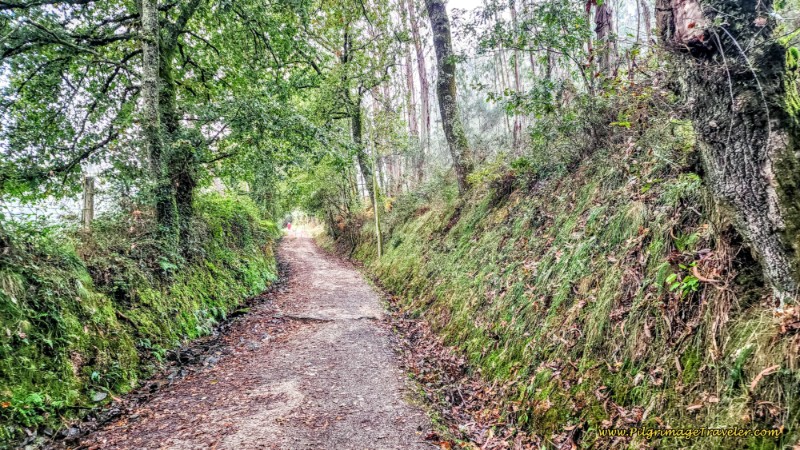 Walking Through the Countryside