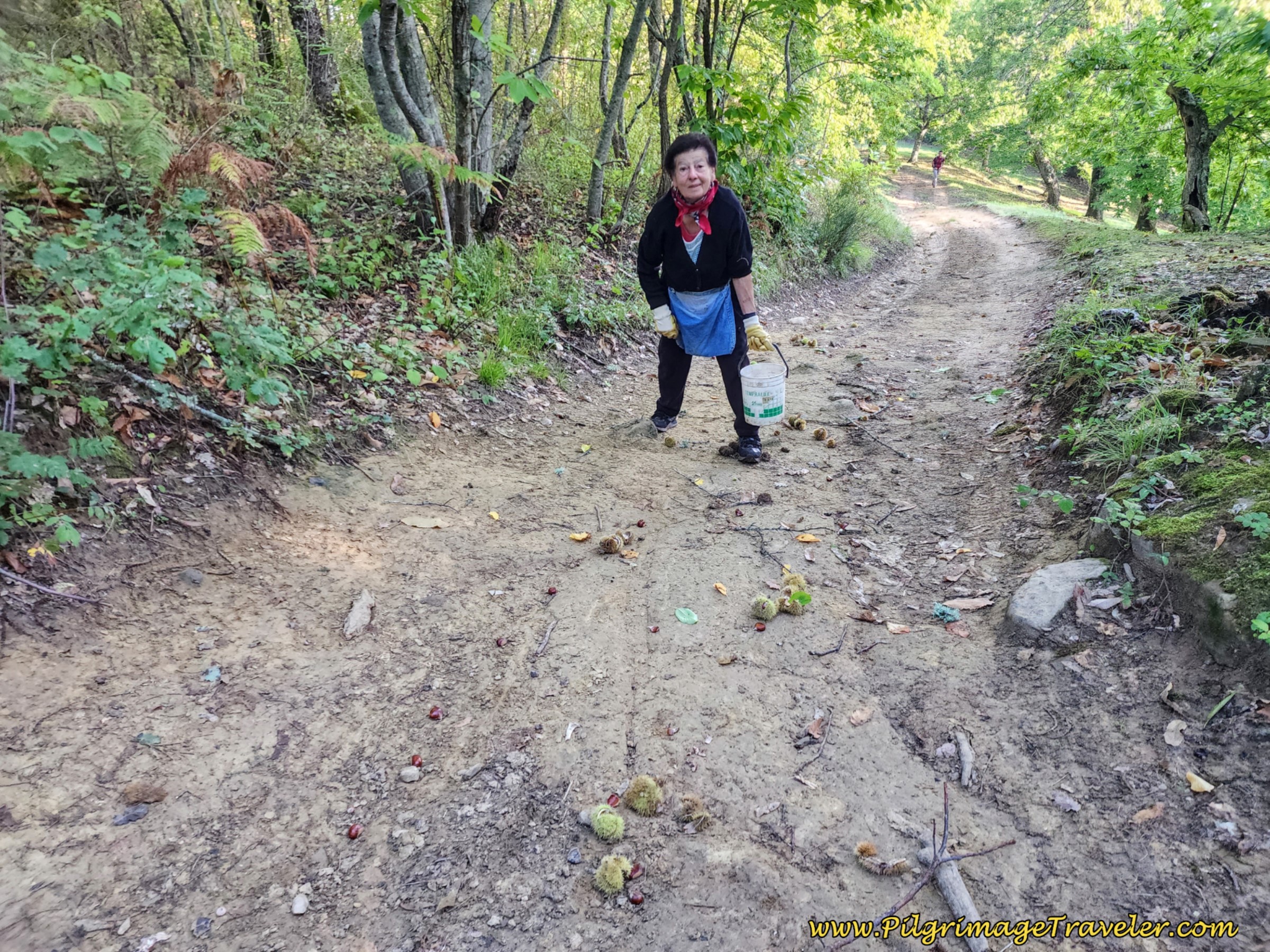 Woman Gathers Chestnuts and Mushrooms