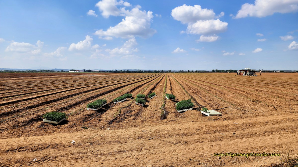 The New Field Ready for Planting