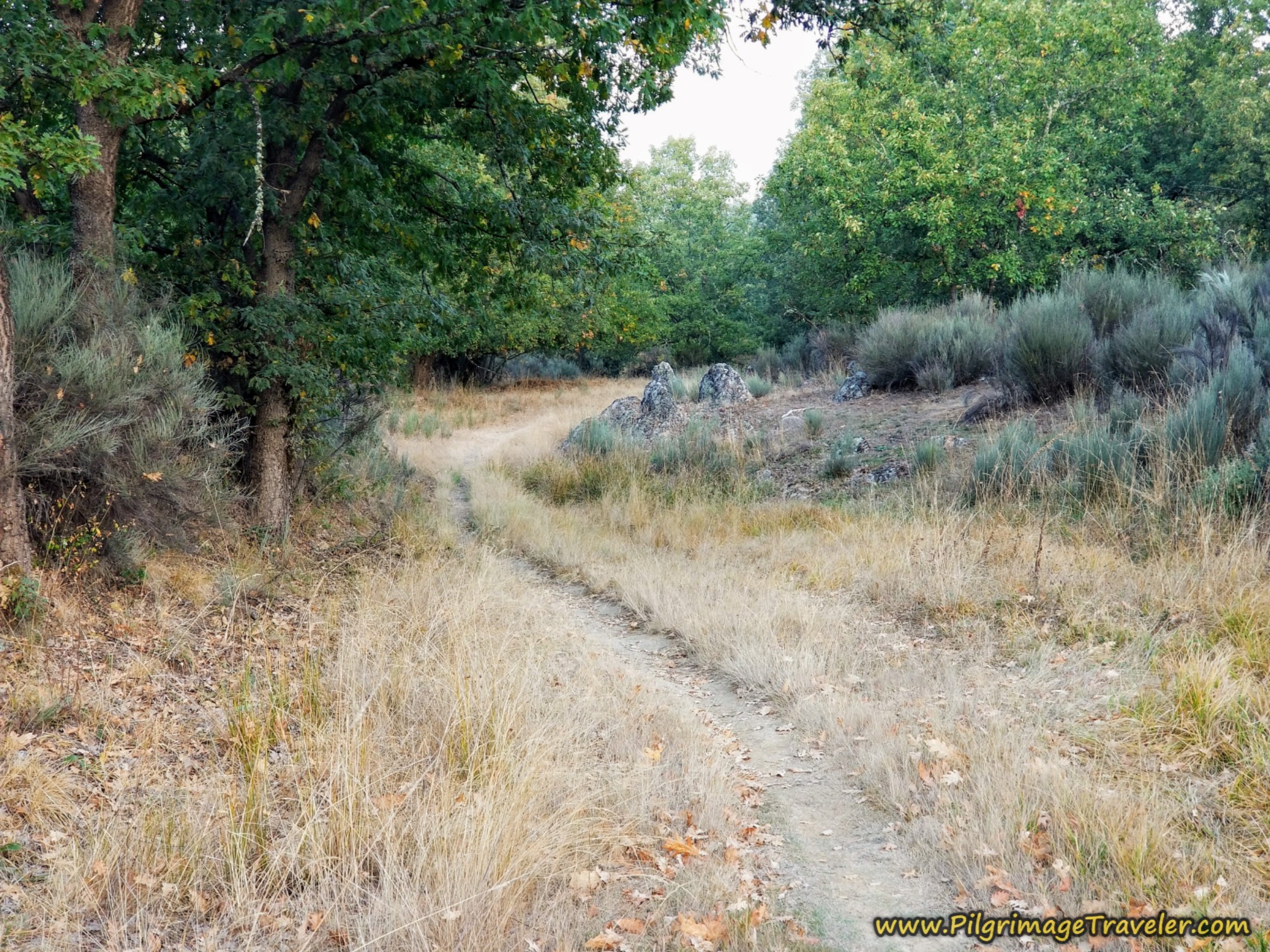 Forest Path, Camino Sanabrés, Entrepeñas to Puebla de Sanabria