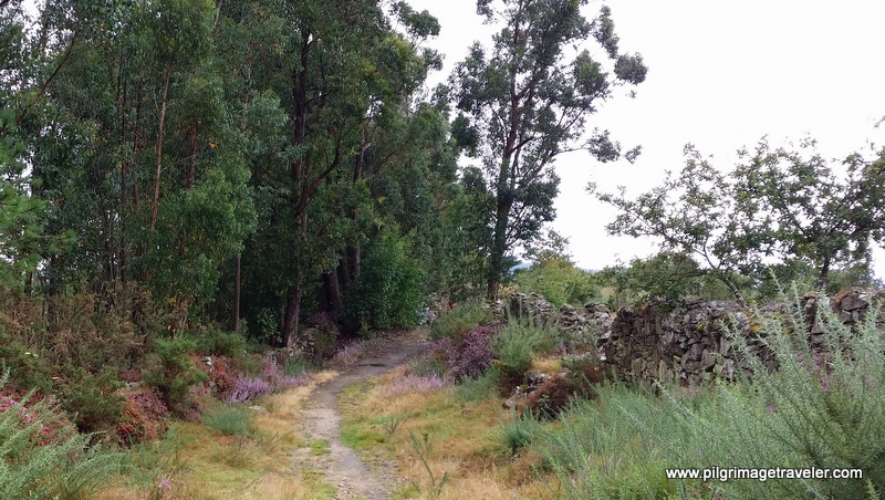 Heather-Lined Stone Walls on the Path to Monte Pedroso, Galicia, Spain