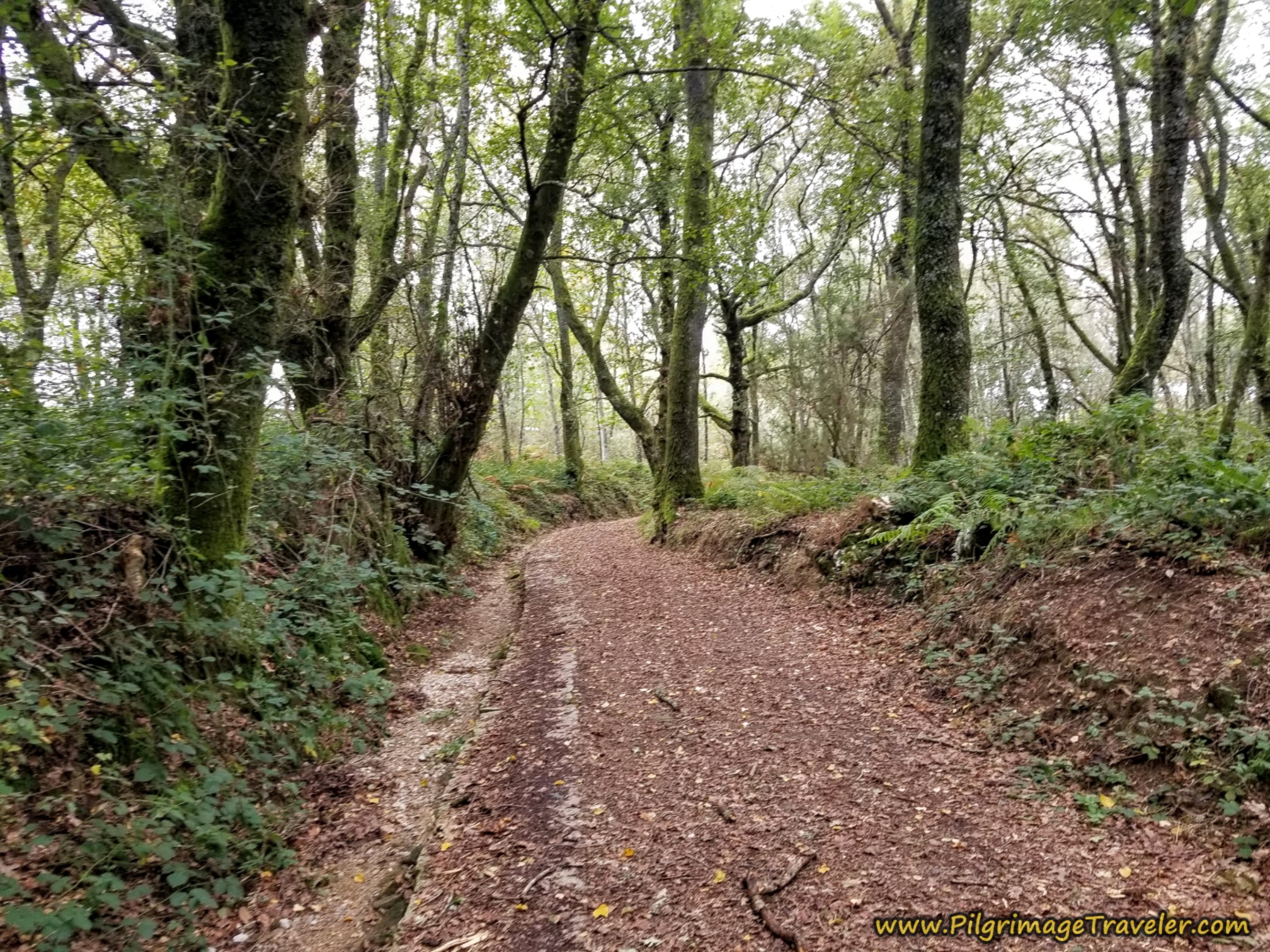 Into the Deep Forest Again