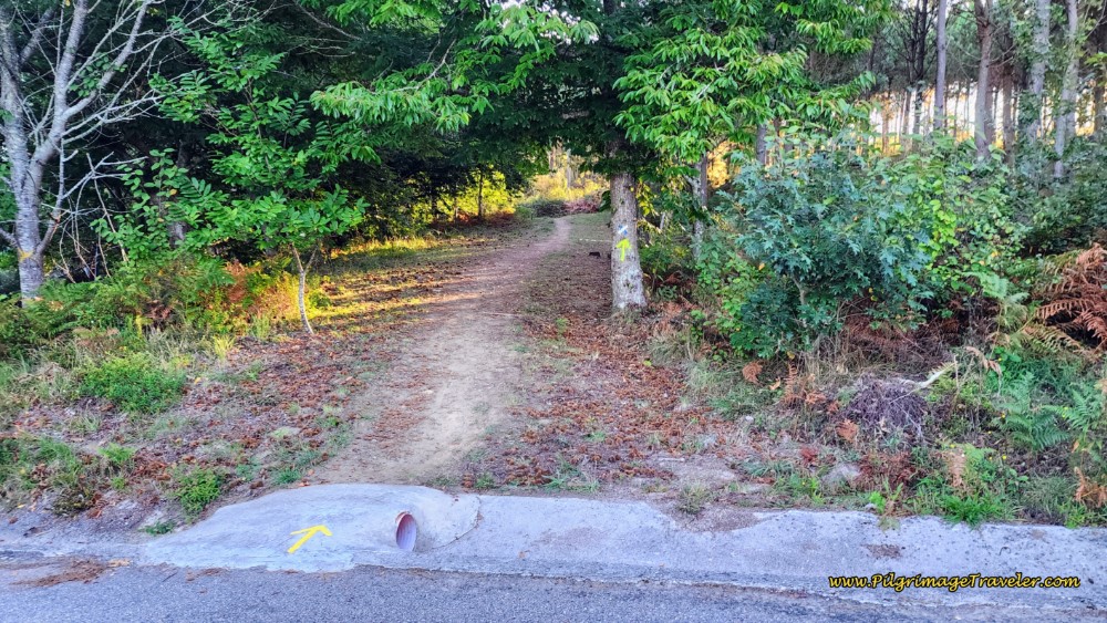 Turn Right onto Forest Path, Keep Climbing! Turn Right onto Forest Path, Keep Climbing!