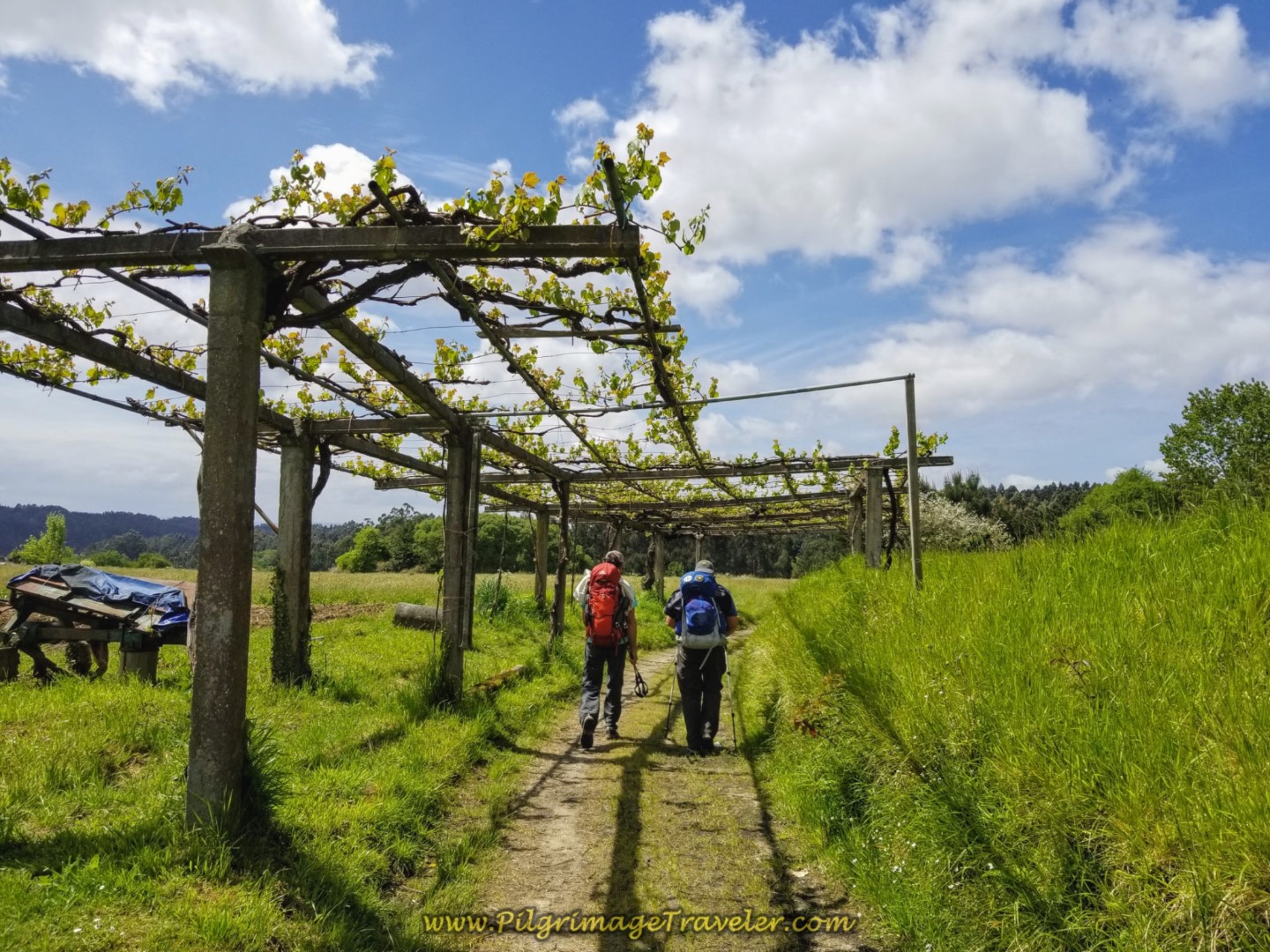 Rich and Steve Walk Through Grape Arbor on Farmer's Lane