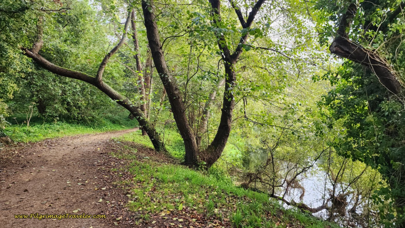 Vineyards Yield to Forest