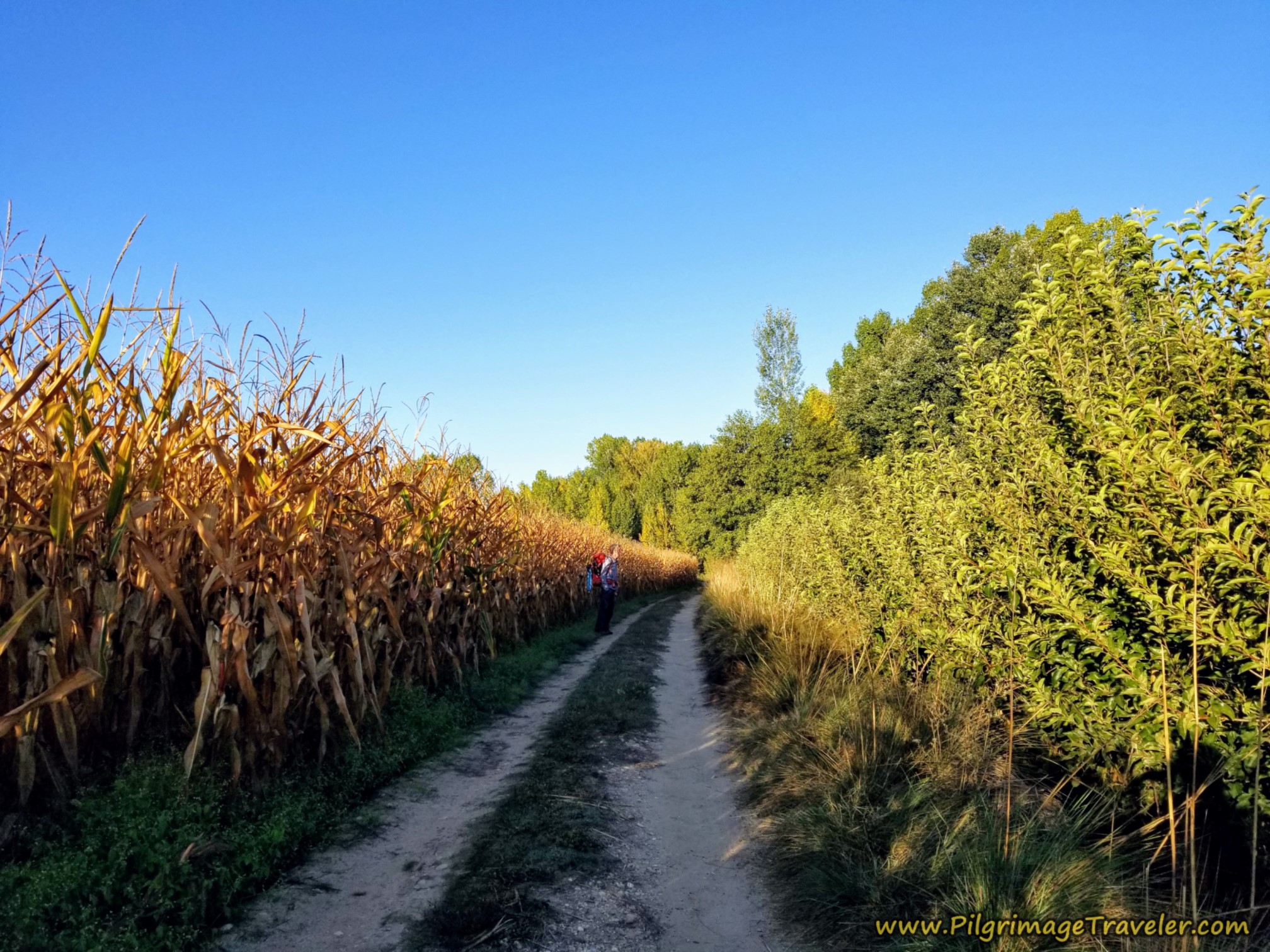 Walking Through Corn Fields
