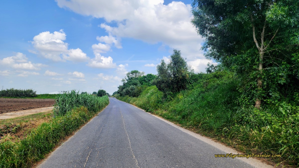 The Road Towards Reguengo