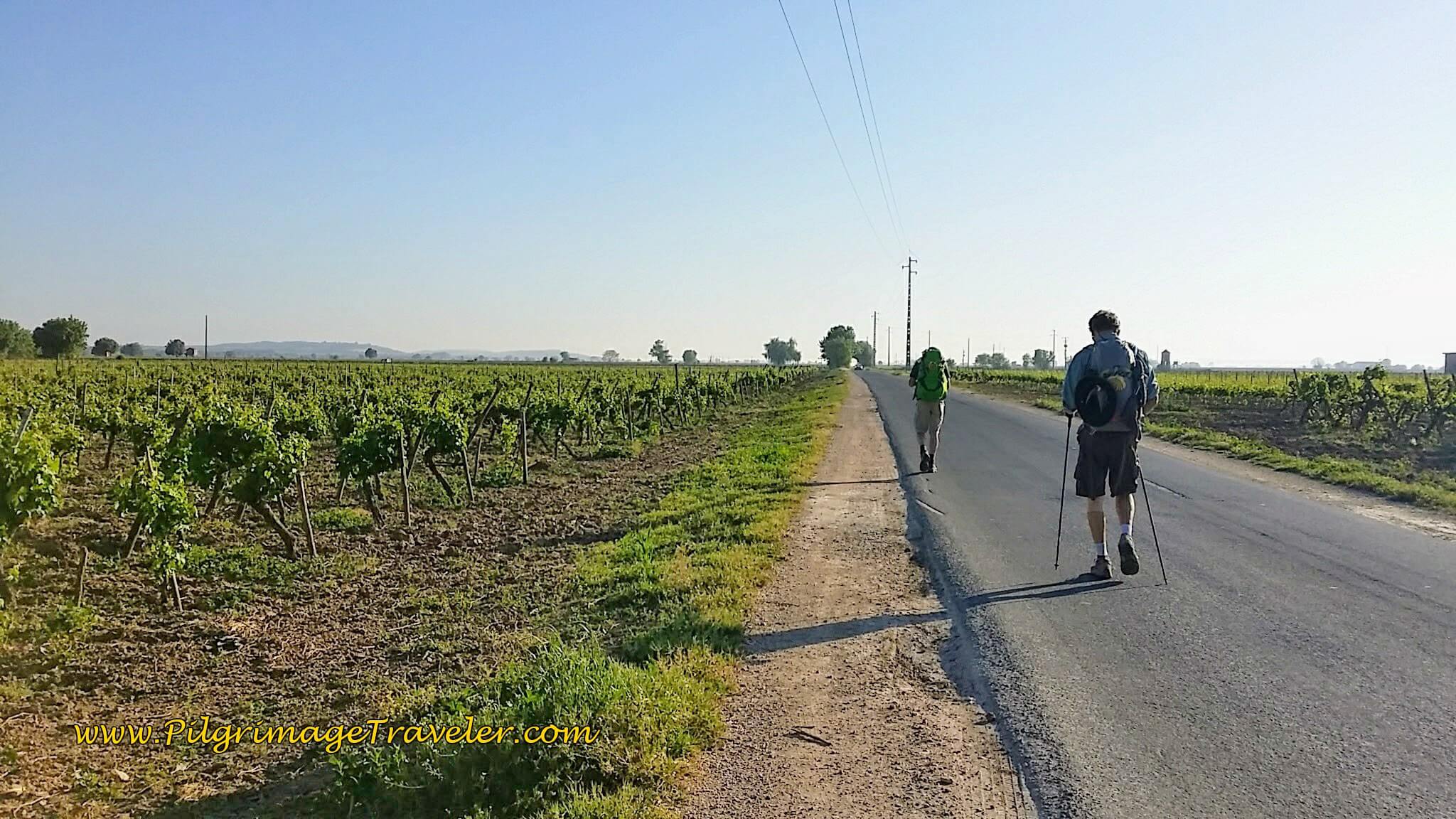 Vineyards Along the Open Road on the Portuguese Camino