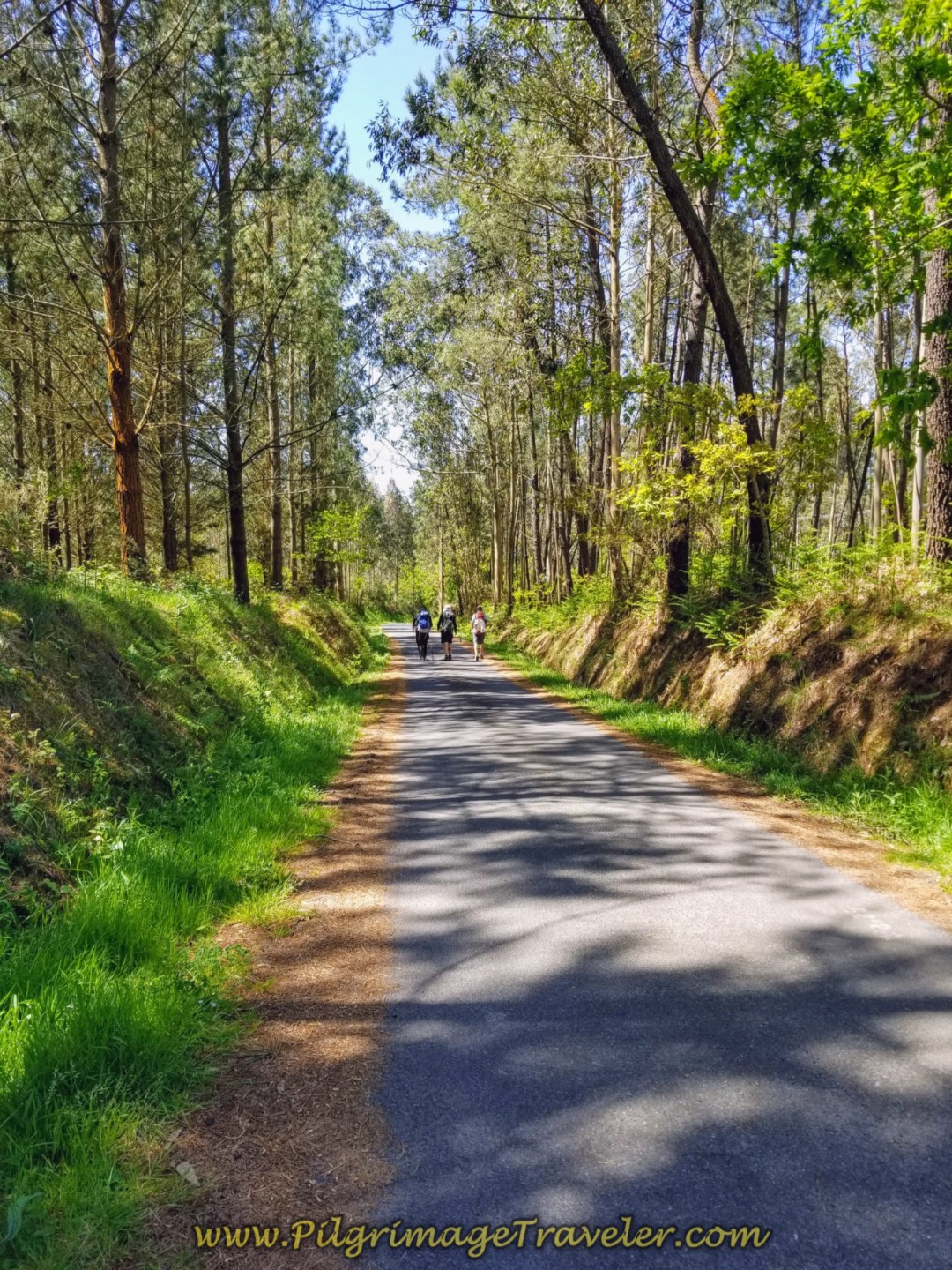 More walking through Lovely Forest on day five of the Camino Inglés