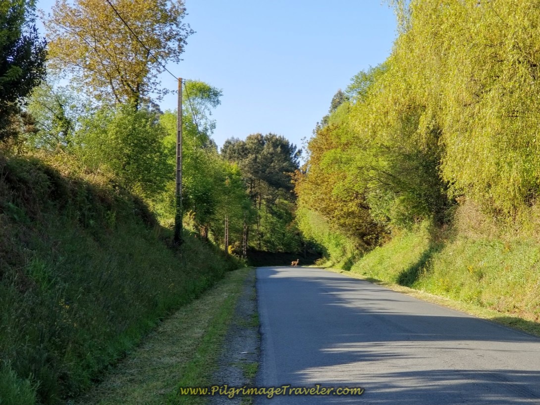 Deer Spotted on the Pavement on day six of the Camino Inglés