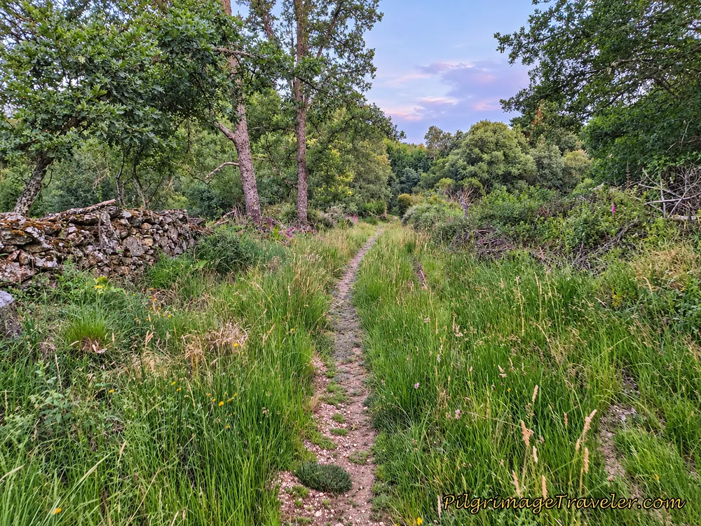 Forest Path, Camino Sanabrés