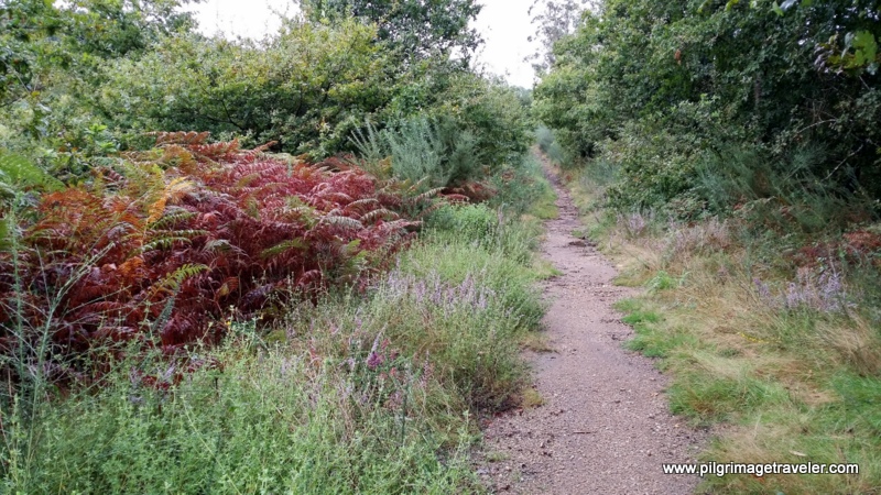Ferns Tinged with the Colors of Autumn, Path to Monte Pedroso, Galicia, Spain