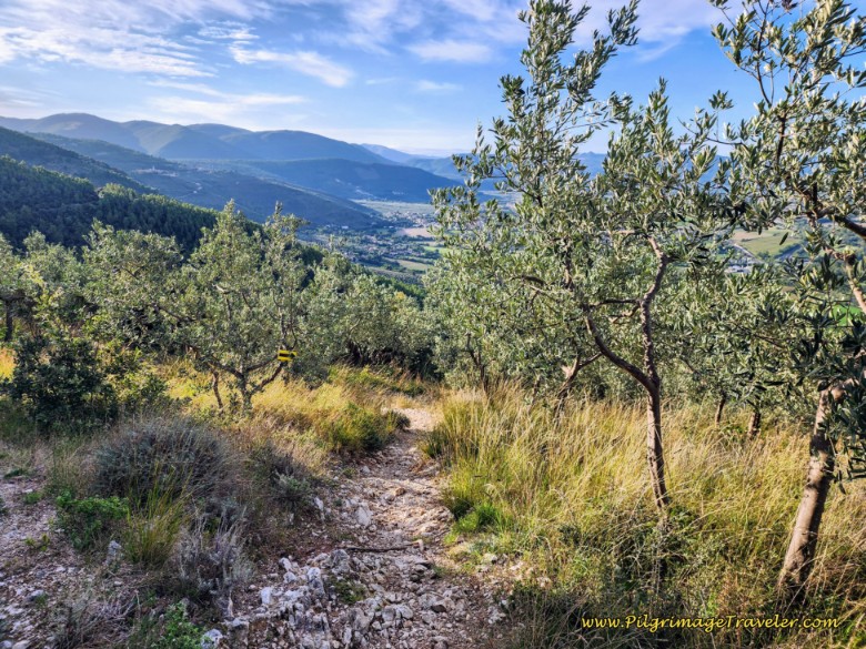 Rocky, Loose and Steep Trail, Following the Terraces of the Olive Trees Rocky, Loose and Steep Trail, Following the Terraces of the Olive Trees