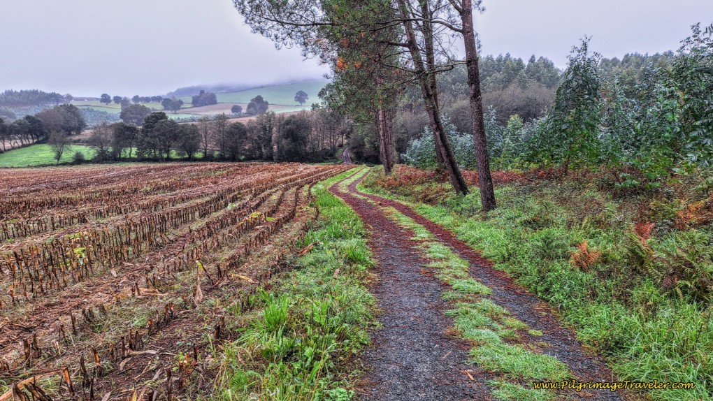 Along the Tractor Lane Through the Fields