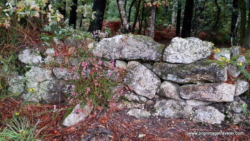 Close-Up  of Heather by a Stone Wall, Monte Pedroso, Galicia, Spain