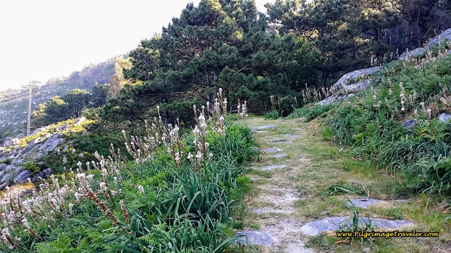 Historic Paved Road on day twenty of the Portuguese Way, Coastal Route Historic Paved Road on Day Twenty, Camino Portugués