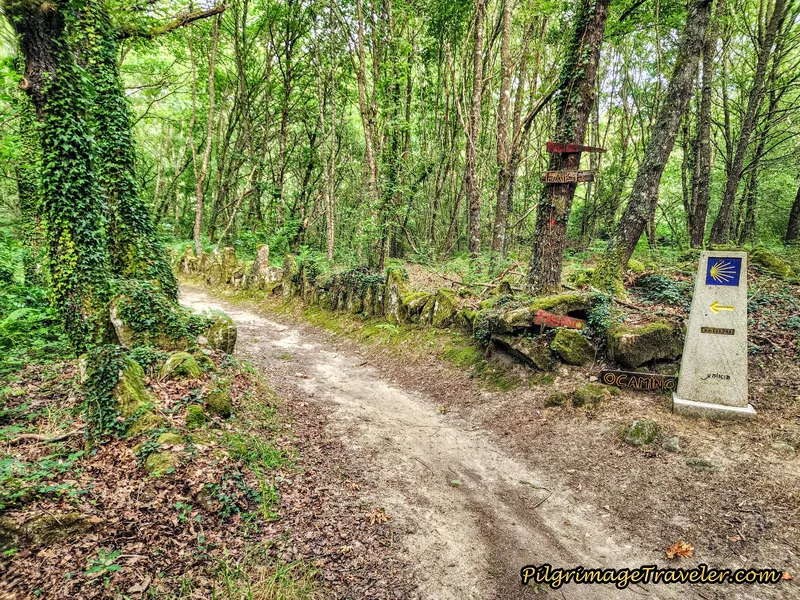 Left Turn in Forest