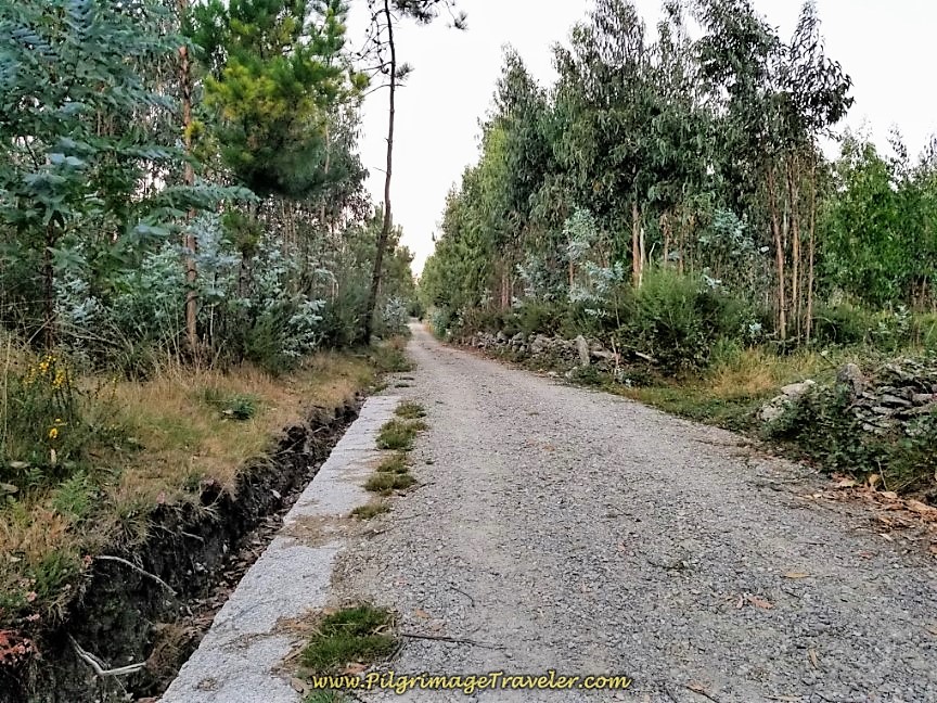 Join Improved Forest Path