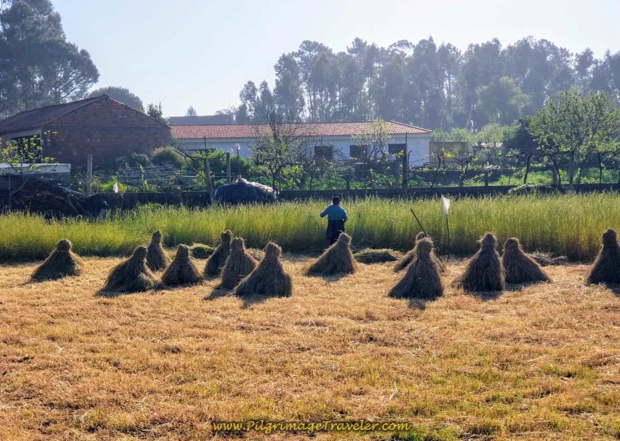 Sheaves on the Rua dos Caminheiros de Santiago on day seventeen on the Central Route of the Camino Portugués