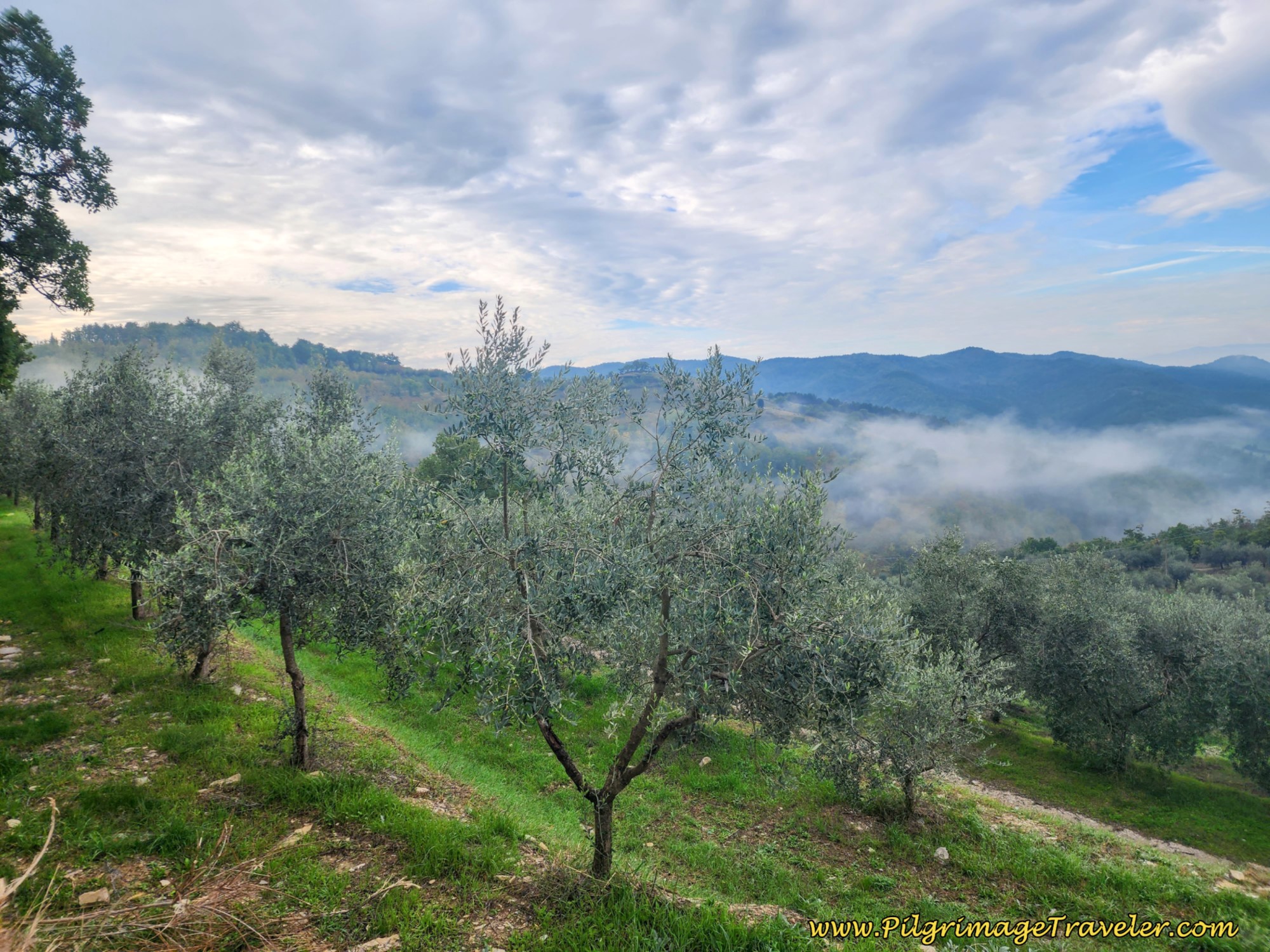 Terraced Olive Grove Terraced Olive Grove