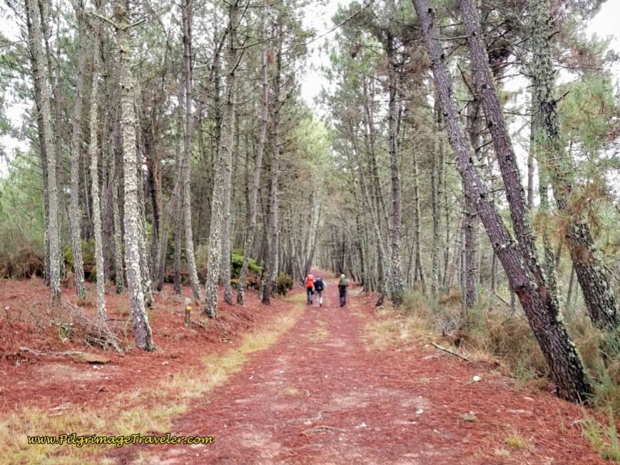 Upward Through the Forest