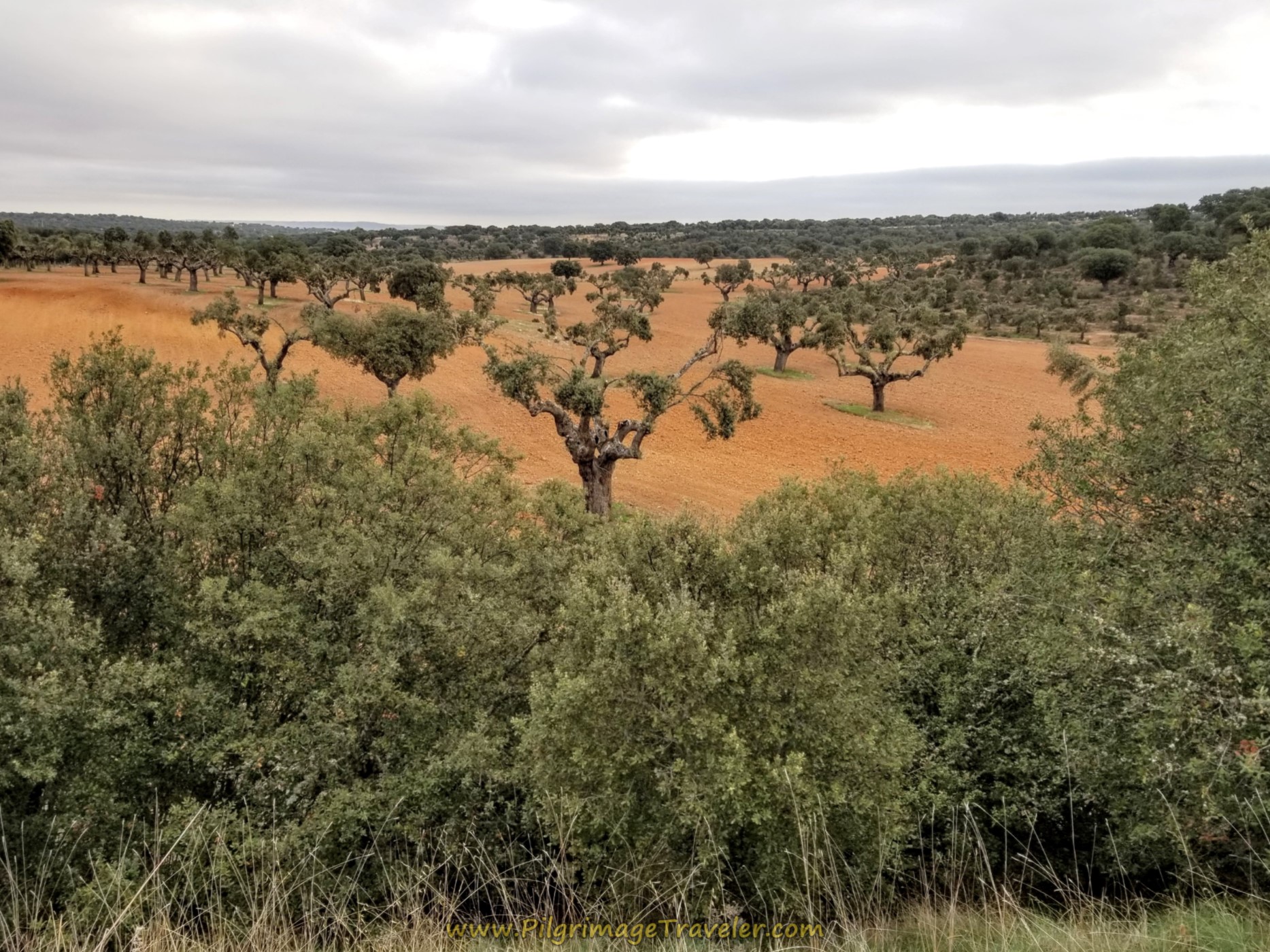 Walk Through Evergreen Oak Forest