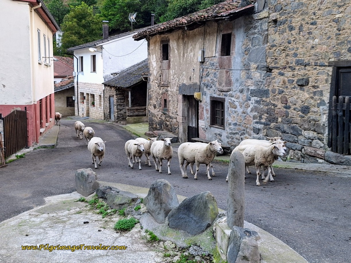 Here Come the Sheep in San Miguel!