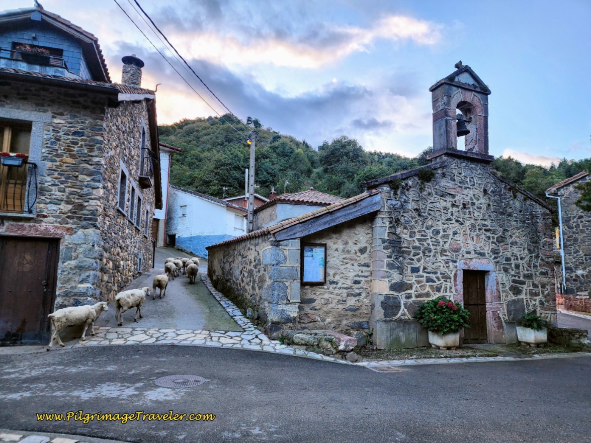 Sheep Pass by the San Miguel Church