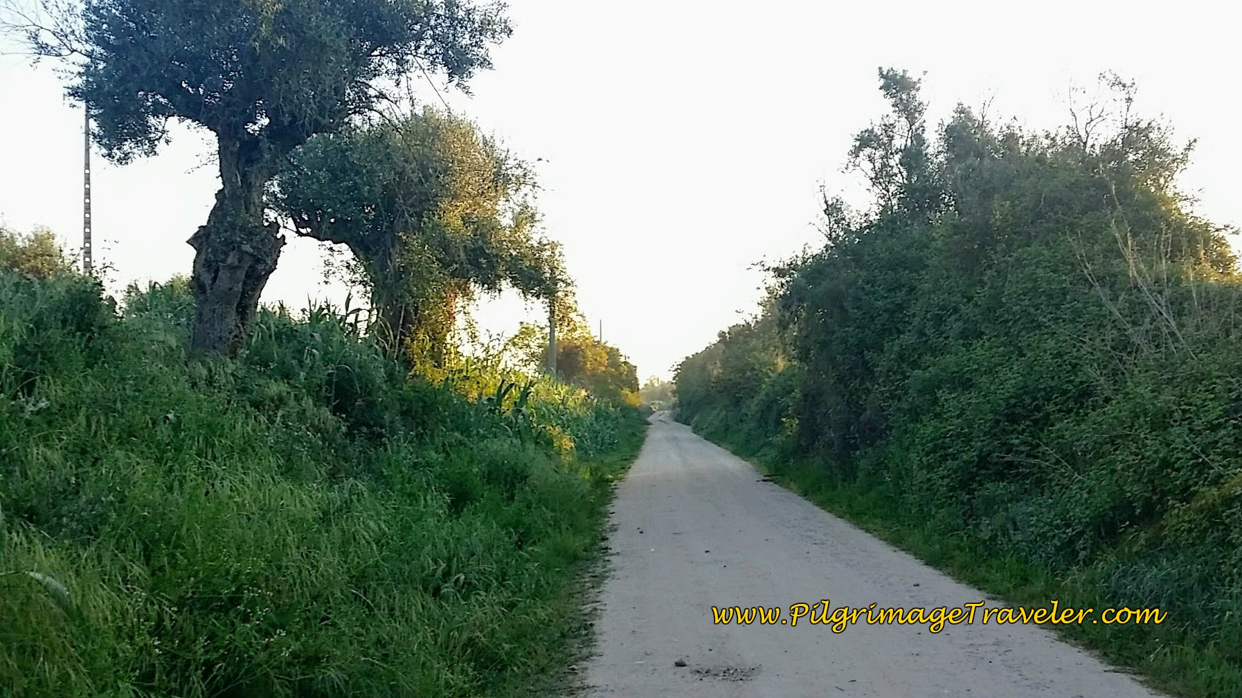 Unnamed, Paved and Quiet Country Road waling out of Golegã