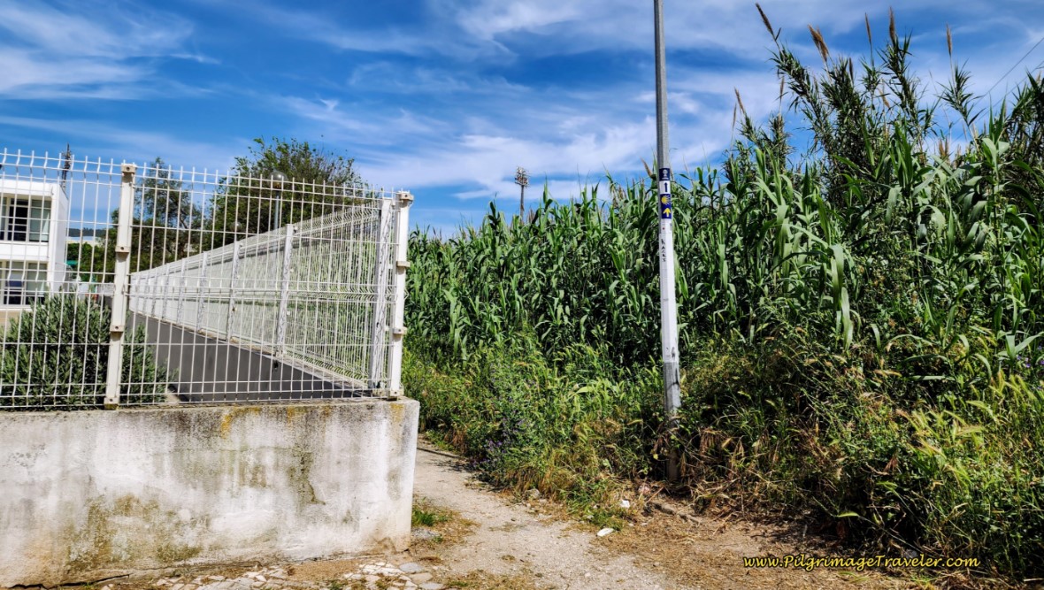 Turn Left Here at Cane Field Dead End