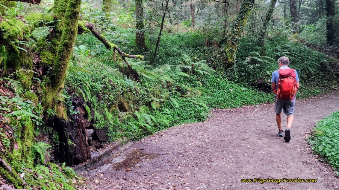 Downhill on Forest Path