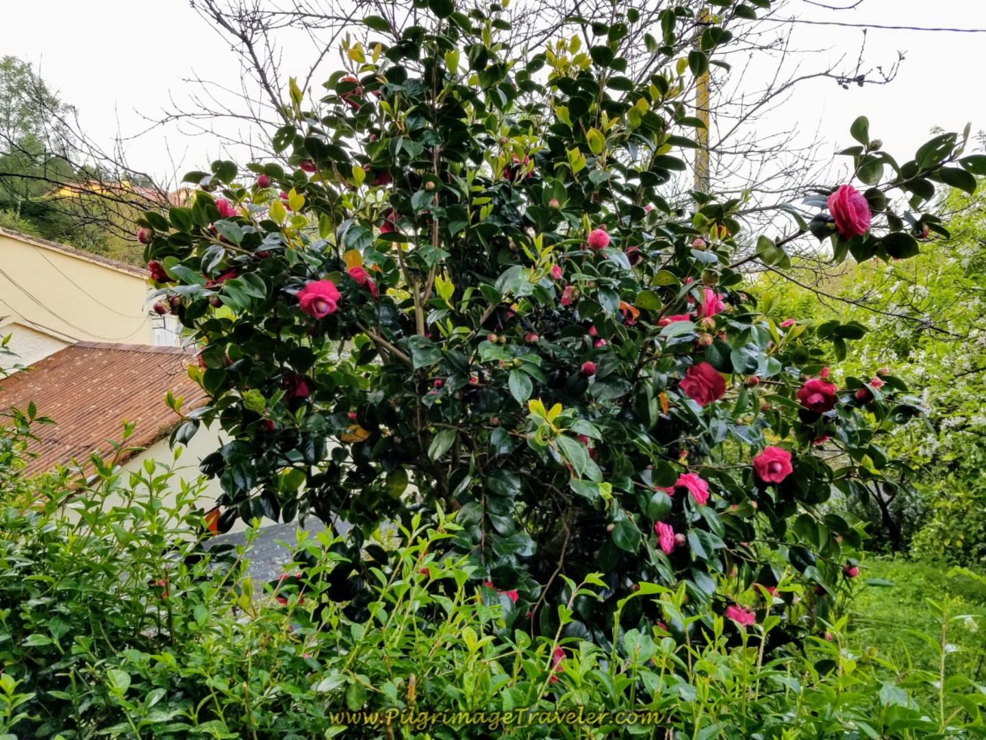Red Camellia Bush on day two of the Camino Inglés Red Camellia Bush on day two of the Camino Inglés