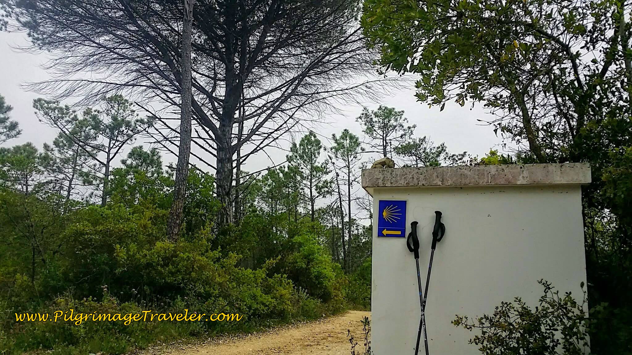 Forest Lane, Rua Canto on day nine of the Portuguese Way