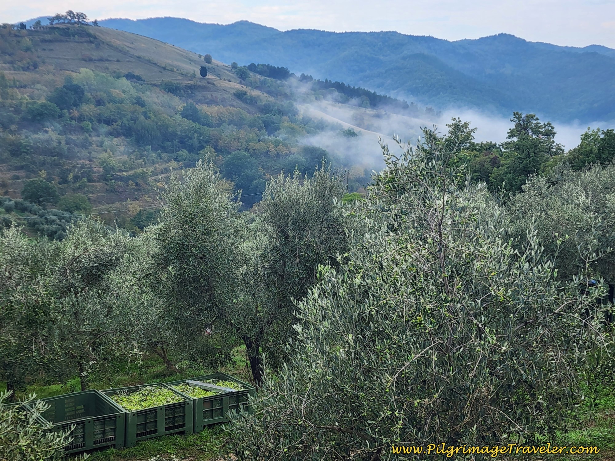 Green Olive Harvest Green Olive Harvest