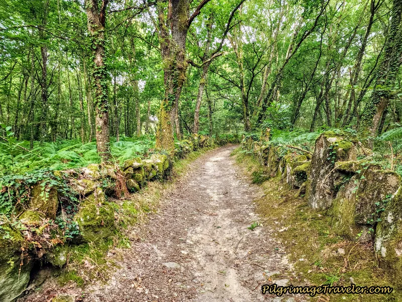 Galician Forest Walk