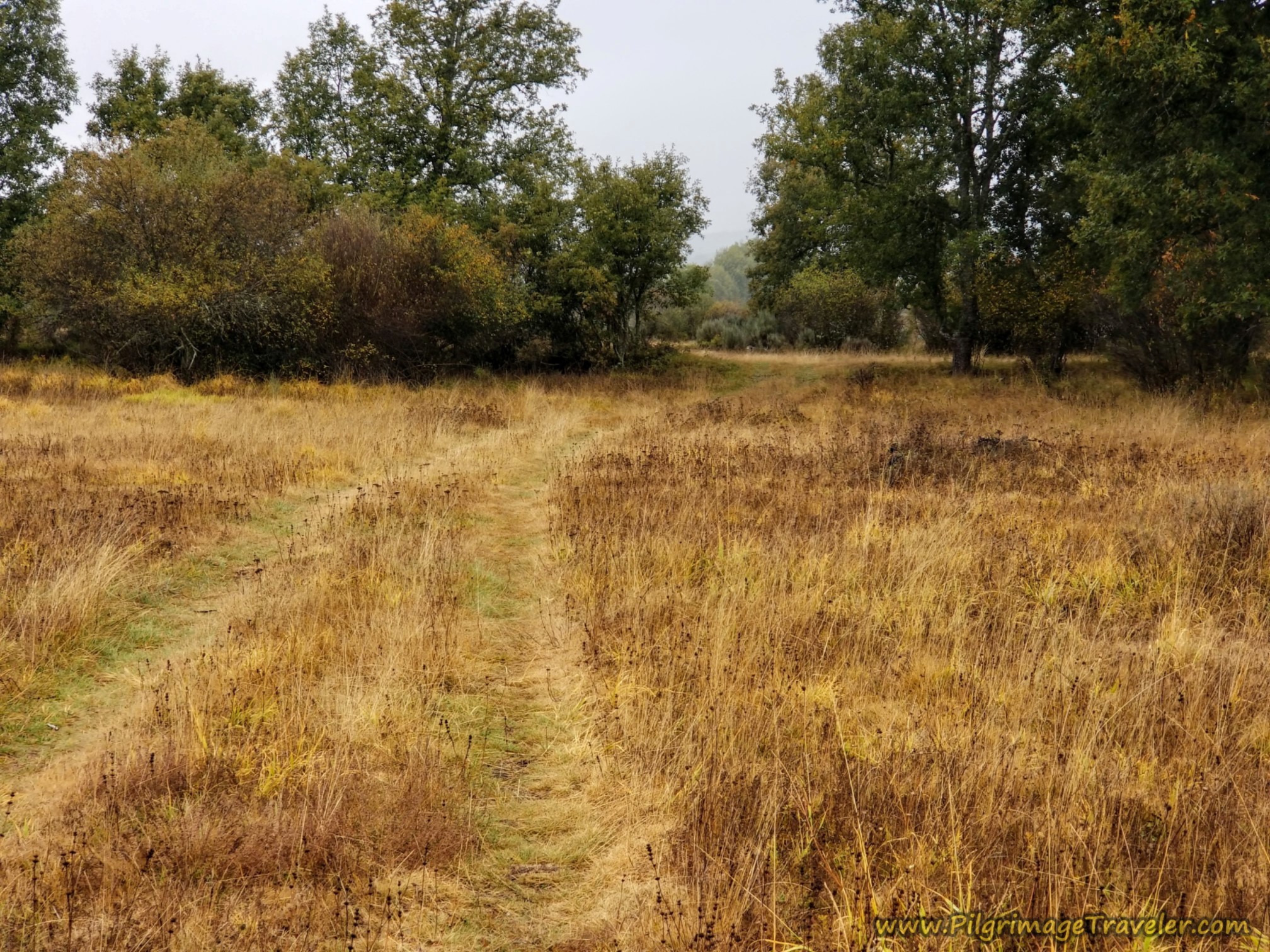 Lane Becomes Grassy and More Obscure